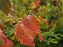 Parrotia persica Herbst